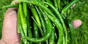 Fresh Green Chilli
