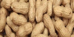 Whole Groundnut