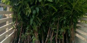 All Varieties Mango Plant