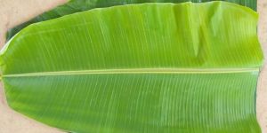 Fresh Banana Leaf