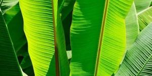 Green Banana Leaf