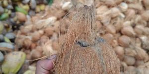 Coconut Husk