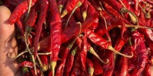 Teja Red Chilli