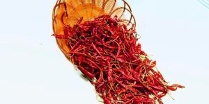 S-17 Teja with Stem Dry Red Chilli