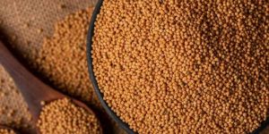 Yellow Mustard Seeds