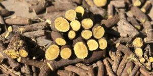 Licorice Root