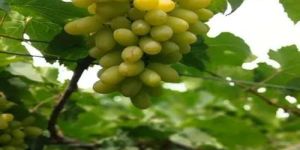 Thompson Grapes Plant