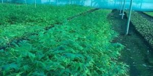 Tissue Culture Bambusa Bamboo Plant