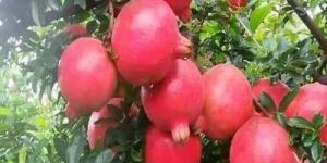 Tissue Culture Bhagwa Pomegranate Plant