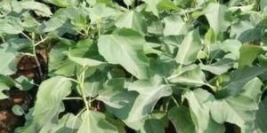 Tissue Culture Fig Plant