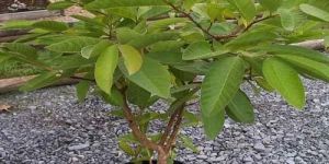 Tissue Culture Guava Plant