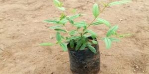 Tissue Culture Pomegranate Plant