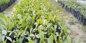 Tissue Culture Teak Plant