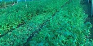 Tissue Culture Tulda Bamboo Plant