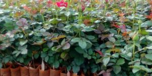 Top Secret Rose Plant