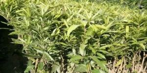 Totapuri Mango Plant