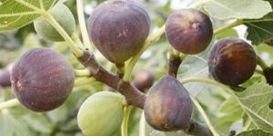 Turkey Brown Fig Plant