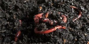 Vermicompost Khad