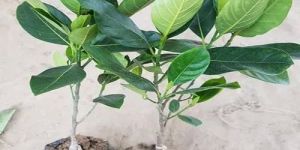 Vietnam Pink Jackfruit Plant