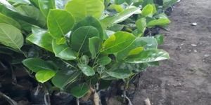 Vietnam Super Early Jackfruit Plant
