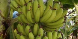 William Banana Plant