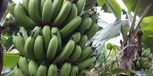 Yelakki Tissue Culture Banana Plant