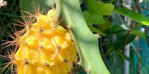 Yellow Dragon Fruit Plant