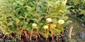 Yellow Guava Plant