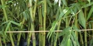 Tissue Balcoa Bamboo Plant