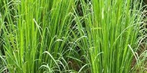 Vetiver Grass