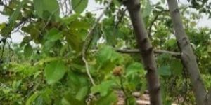 Mitragyna Parvifolia Plants