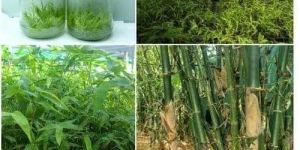 Outdoor Bamboo Plants