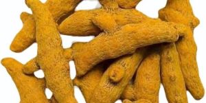 Rajapuri Turmeric Finger