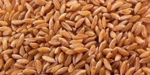 Bhalia Wheat