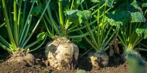 Chicory Root