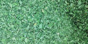 Moringa Oleifera Leaf