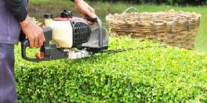 Lawn and Gardening Services