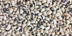 Organic Cowpea