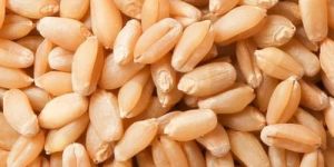 Dried Wheat Seeds