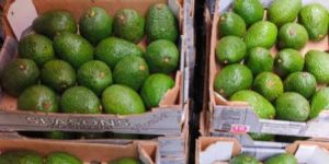 Imported Avocado
