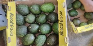 Imported Avocado