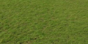 Green Lawn Grass
