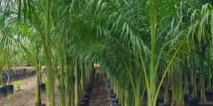 Royal Bottle Palm Green Landscaping Plant