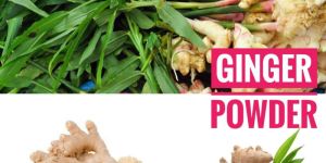 Dehydrated Ginger Powder