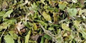 Gymnema Sylvestre Leaves