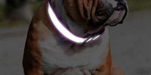 Reflective Collar for Street Dogs