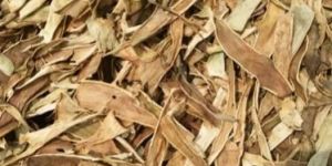 Dried Aloe Vera Leaves