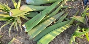 Natural Aloe Vera Leaves