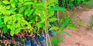 Jamun Plant