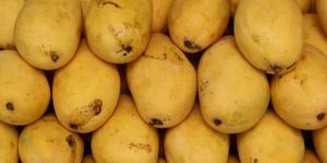 Fresh Chausa Mango